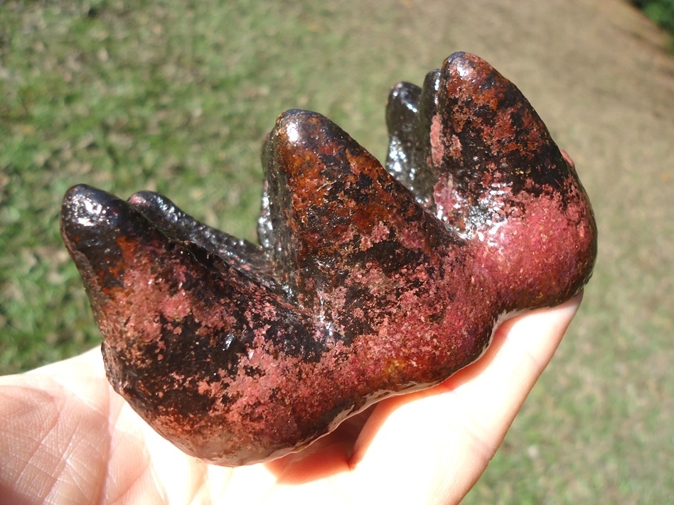 Large image 4 Museum Quality Pink Algae Mastodon Tooth Cap