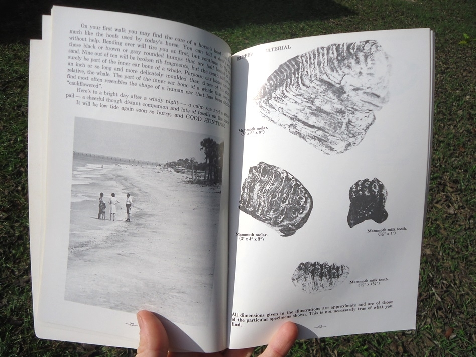 Large image 2 Fossil Vertebrates - Beach and Bank Collecting for Amateurs by M.C. Thomas