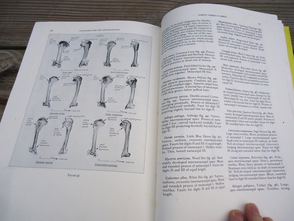 Large image 10 Osteology for the Archaeologist - Stanley J. Olsen