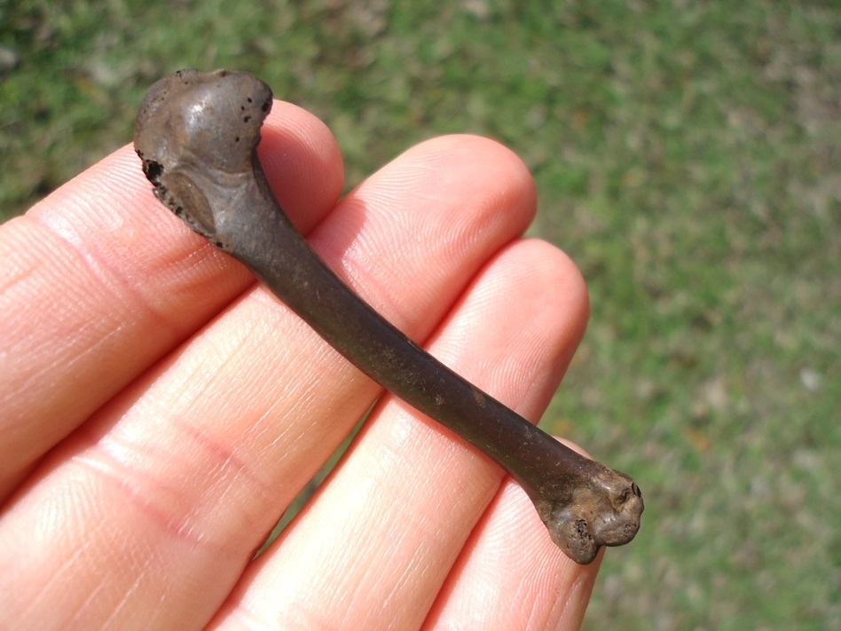 Large image 1 Rare Green-Winged Teal Humerus