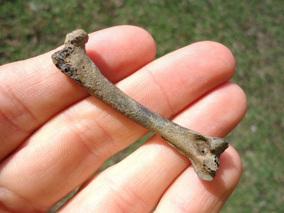 Large image 2 Choice Canvasback Femur