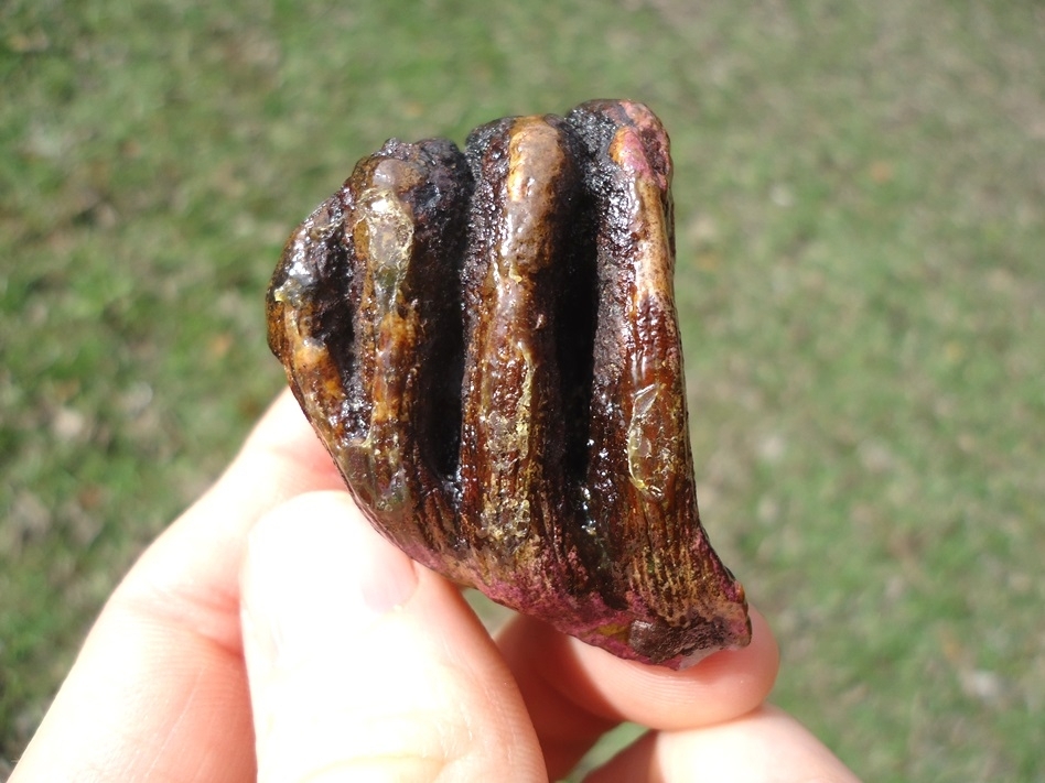 Large image 1 Unique Pink Algae Stained Juvenile Mammoth Tooth