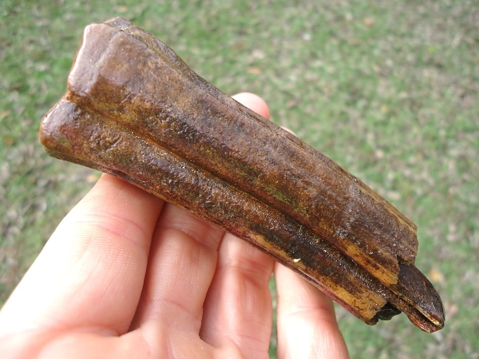 Large image 2 Beautiful Horse Upper Molar with Pink Algae Staining