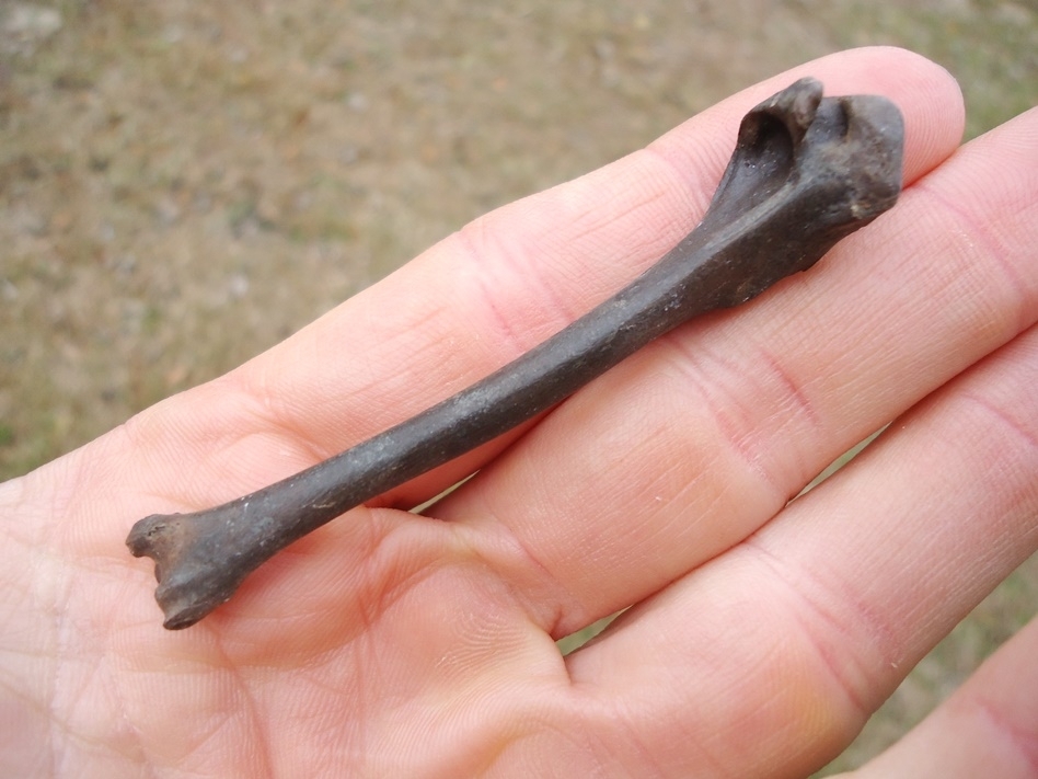 Large image 2 American Coot Humerus