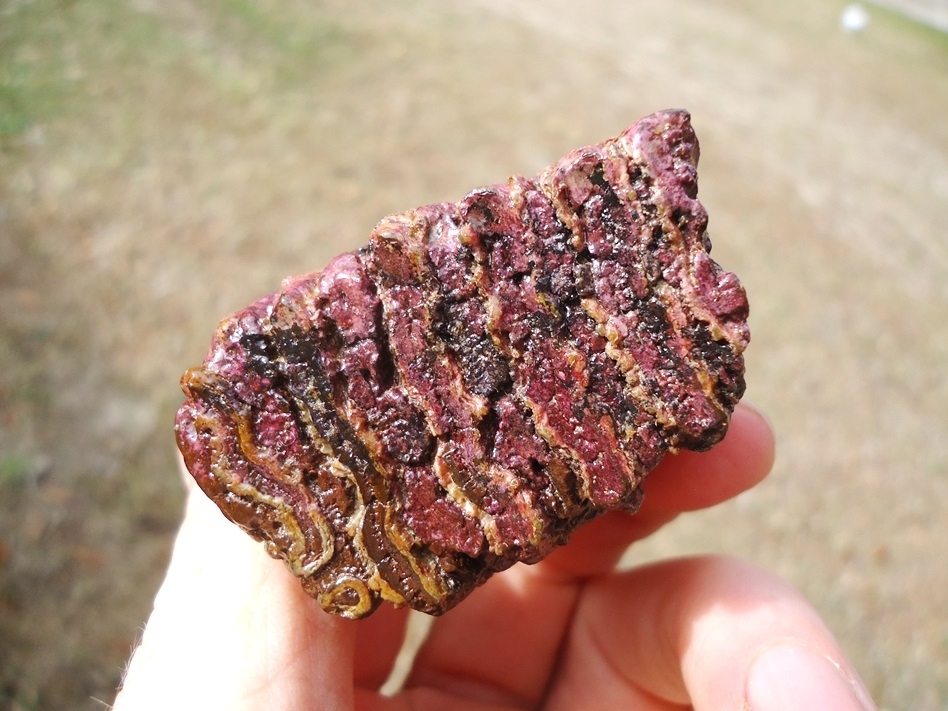 Large image 4 Stunning Pink Algae Juvenile Mammoth Tooth