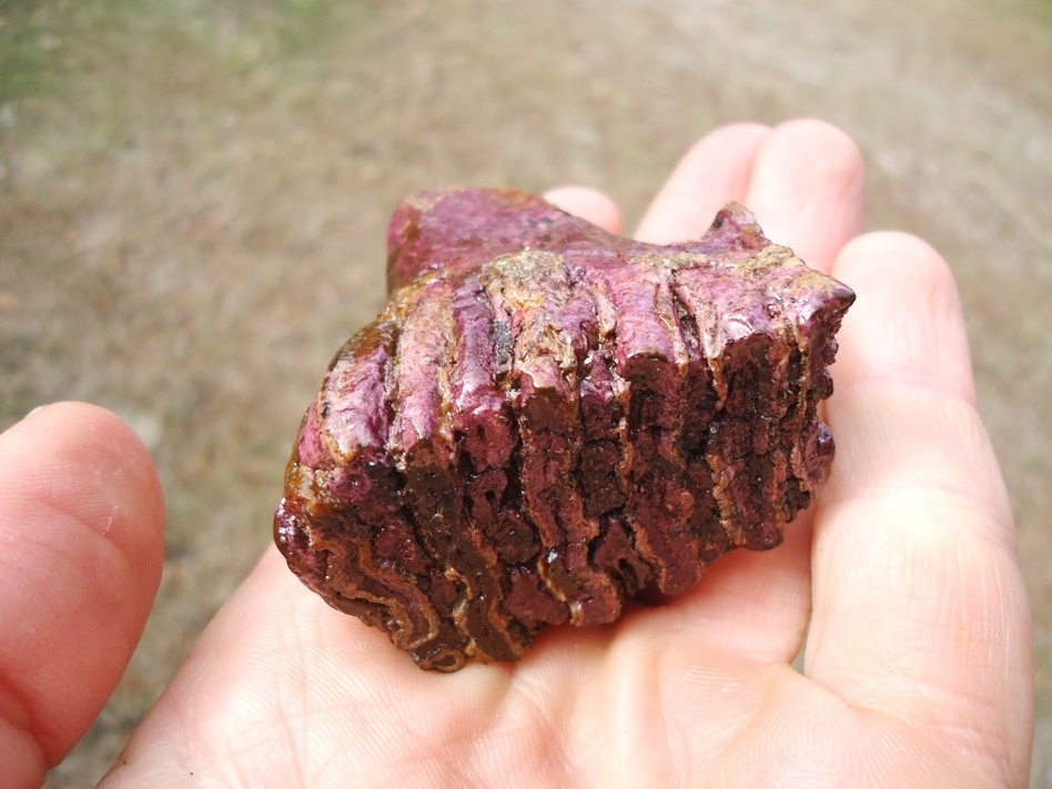 Large image 5 Stunning Pink Algae Juvenile Mammoth Tooth