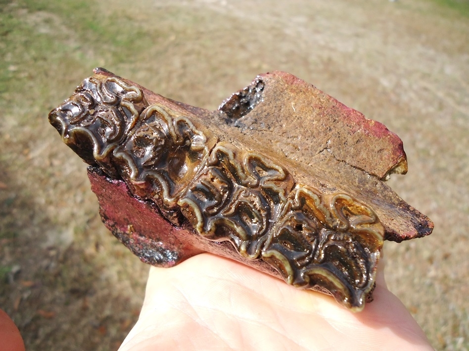 Large image 2 Awesome Section of Horse Maxilla with Four Teeth