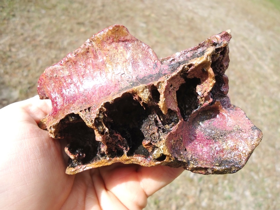 Large image 5 Awesome Section of Horse Maxilla with Four Teeth