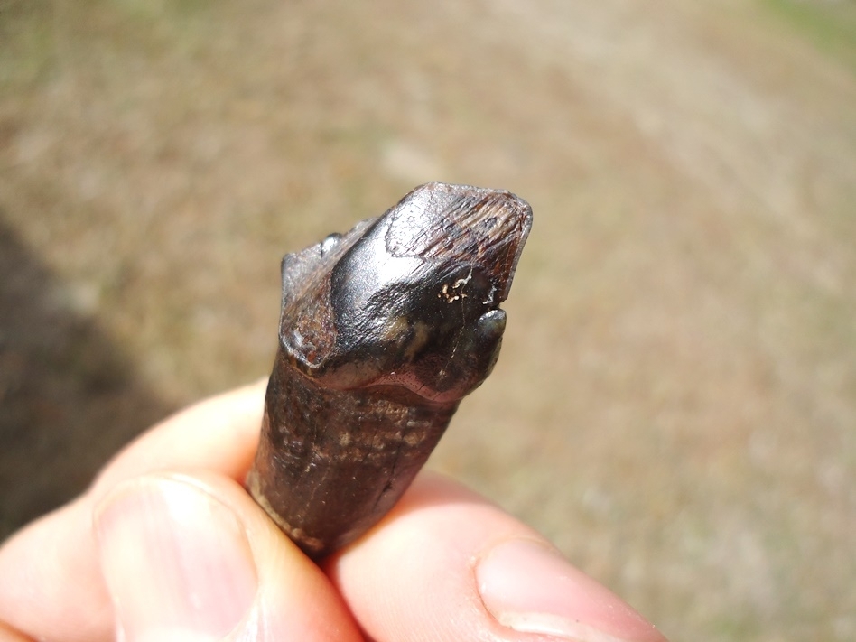 Large image 1 Very Rare Partial Saber Cat Carnassial Tooth