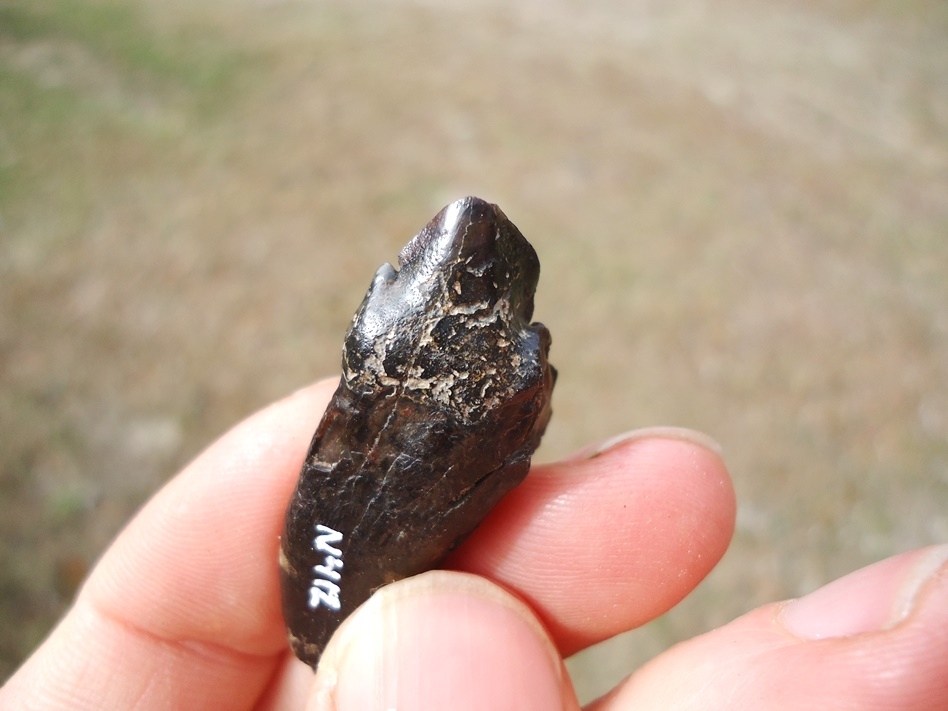 Large image 3 Very Rare Partial Saber Cat Carnassial Tooth