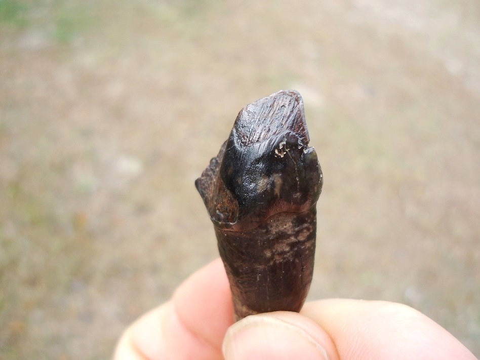 Large image 5 Very Rare Partial Saber Cat Carnassial Tooth