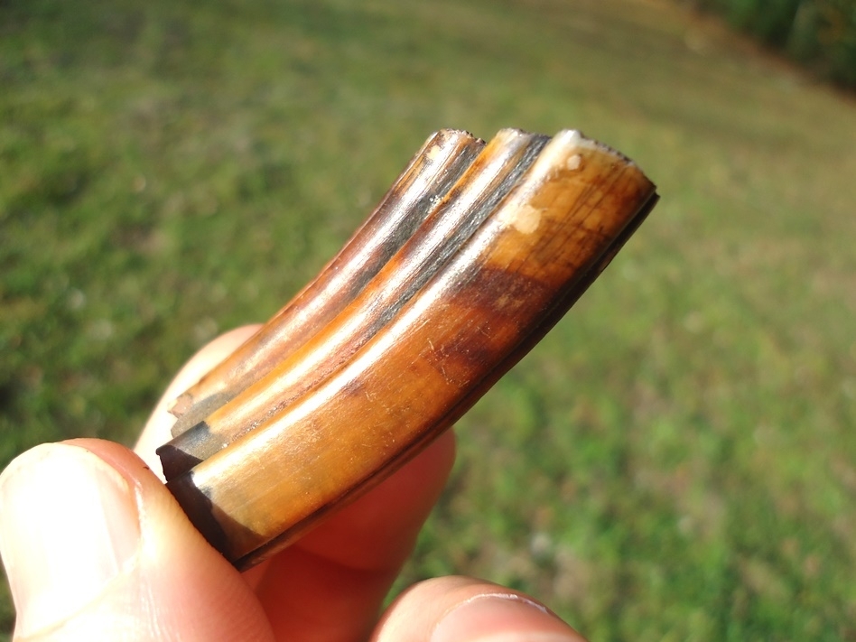 Large image 4 Stunningly Colorful Giant Beaver Molar