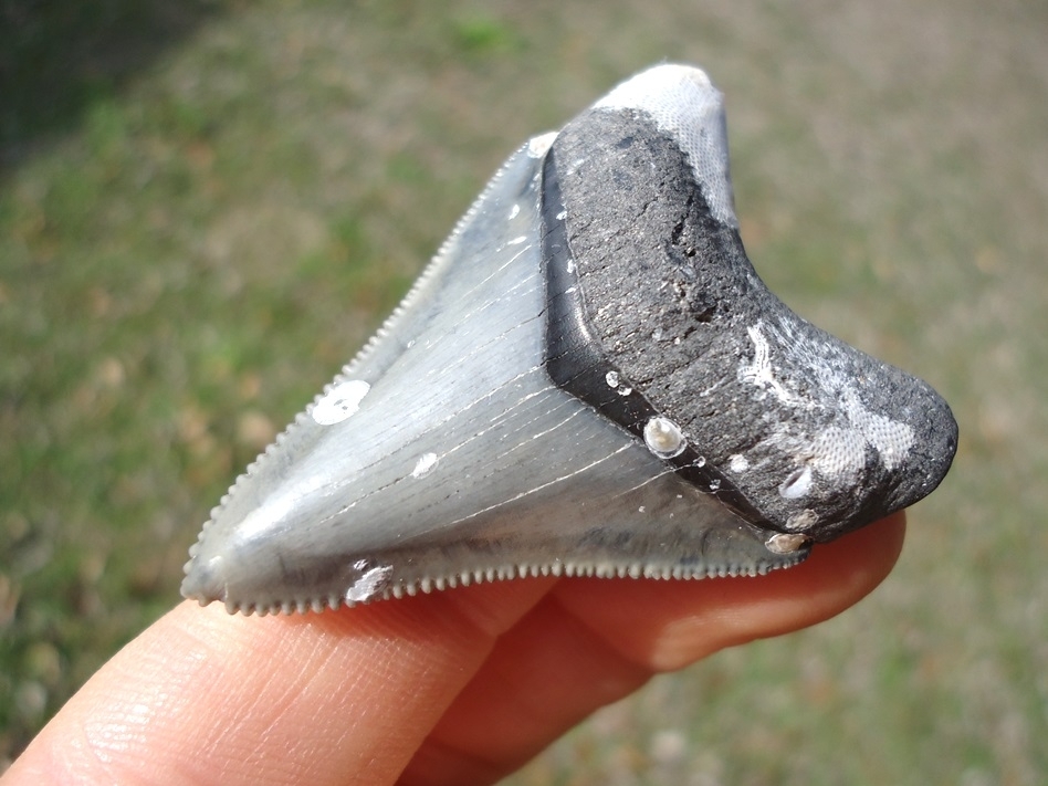 Large image 2 Choice Venice Beach Megalodon Shark Tooth