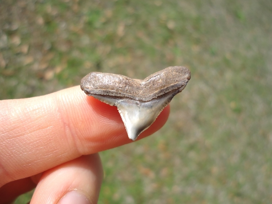 Large image 1 Unique Pathological Bull Shark Tooth