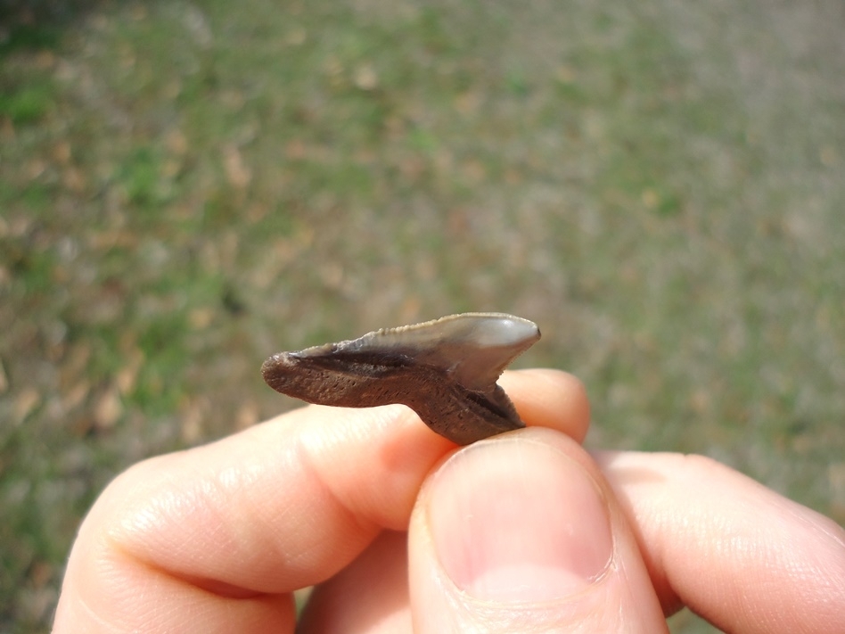 Large image 2 Unique Pathological Bull Shark Tooth