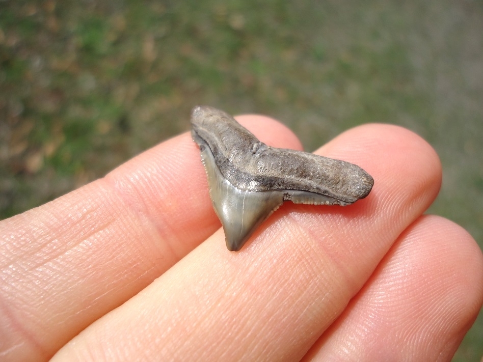 Large image 4 Unique Pathological Bull Shark Tooth