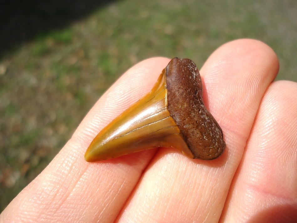 Large image 2 Fiery Colorful Suwannee River Prasecursor Shark Tooth