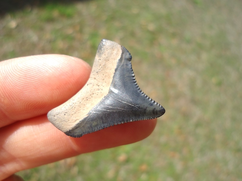 Large image 2 Top Quality Posterior Megalodon Shark Tooth