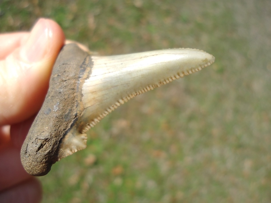 Large image 6 Top Quality Auriculatus Shark Tooth