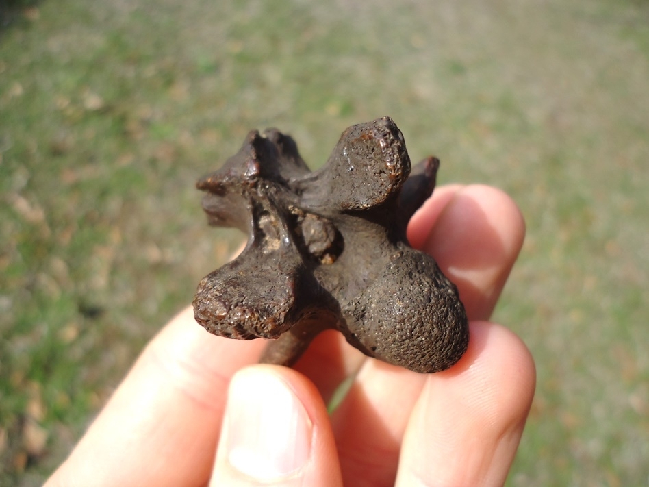 Large image 2 Top Quality Alligator Snapping Turtle Vertebra