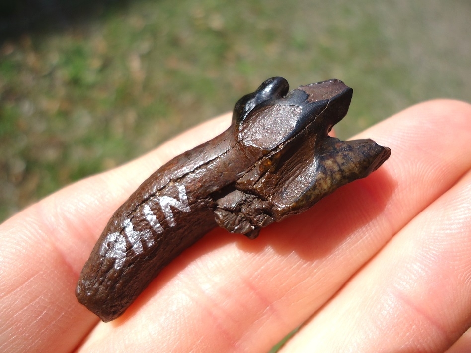 Large image 4 Very Rare Partial Saber Cat Carnassial Tooth