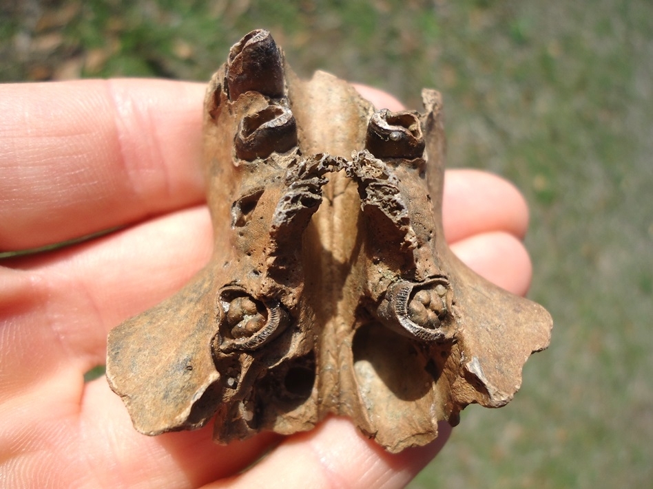 Large image 3 Unique Beaver Palate (Maxilla) with Seven Teeth