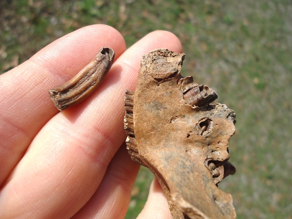 Large image 4 Unique Beaver Palate (Maxilla) with Seven Teeth