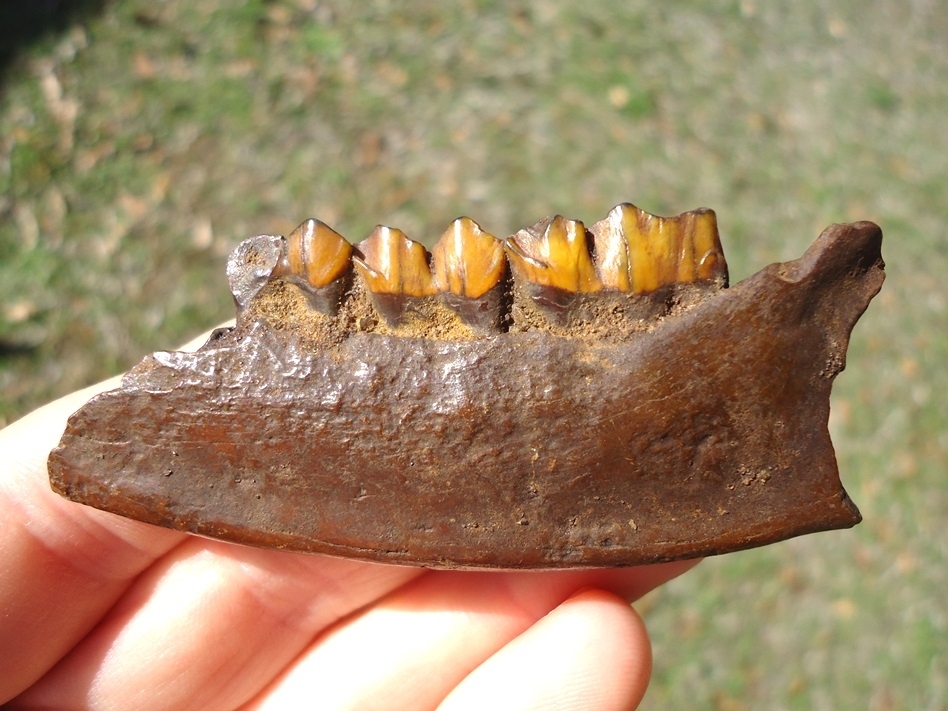 Large image 1 Gorgeous Colorful Deer Mandible