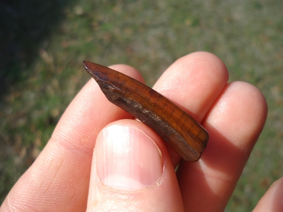 Large image 1 Beautifully Colorful Section of Juvenile Capybara Incisor