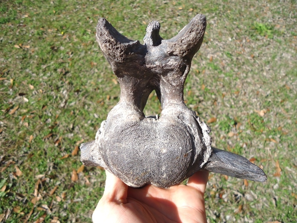 Large image 1 Very Rare Giant Ground Sloth Vertebra