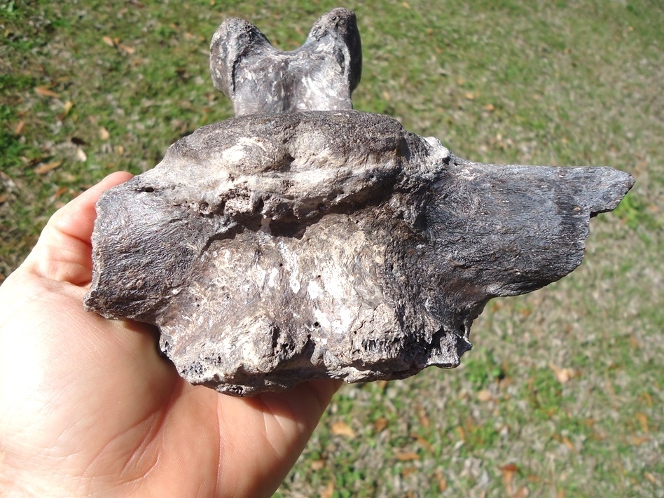 Large image 5 Very Rare Giant Ground Sloth Vertebra