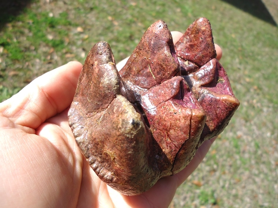 Large image 4 Unique Pink Algae Stained Mastodon Tooth