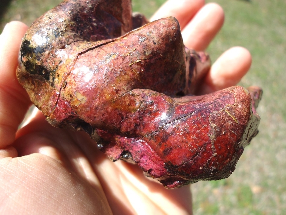 Large image 7 Unique Pink Algae Stained Mastodon Tooth