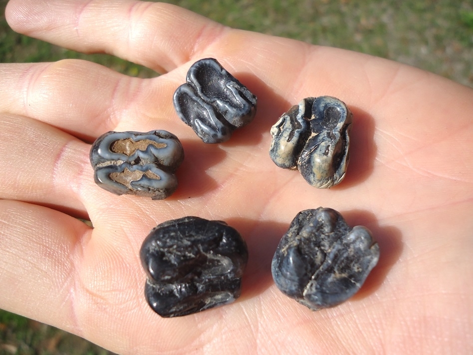 Large image 2 Five Choice Manatee Teeth