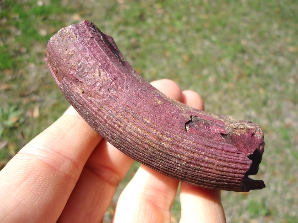 Large image 1 Stunning Pink Algae Stained Giant Beaver Incisor