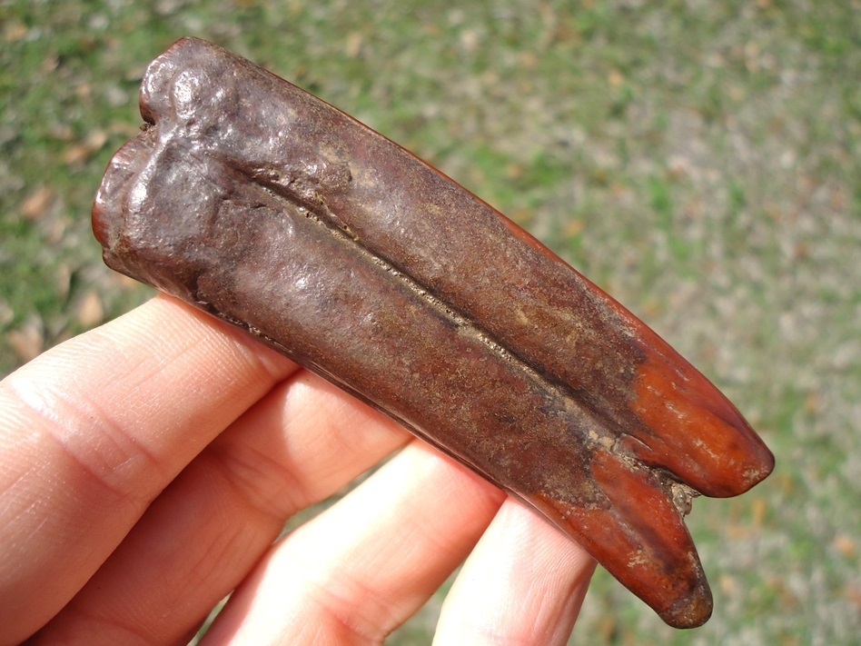 Large image 1 Ruby Red Suwannee River Horse Tooth