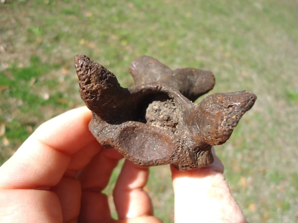 Large image 1 Uncommon Giant Tortoise Vertebra