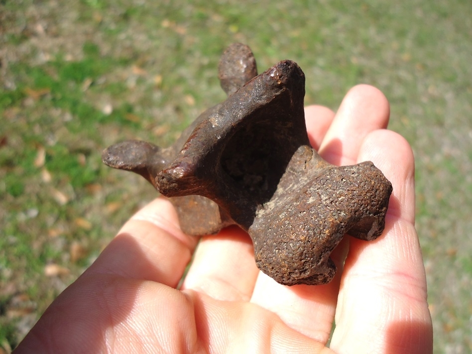 Large image 2 Uncommon Giant Tortoise Vertebra