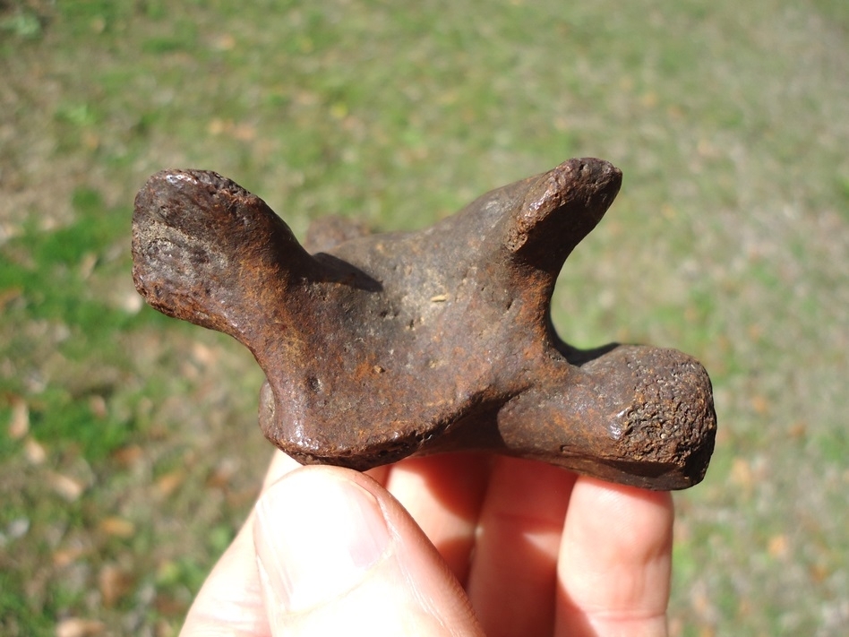 Large image 4 Uncommon Giant Tortoise Vertebra