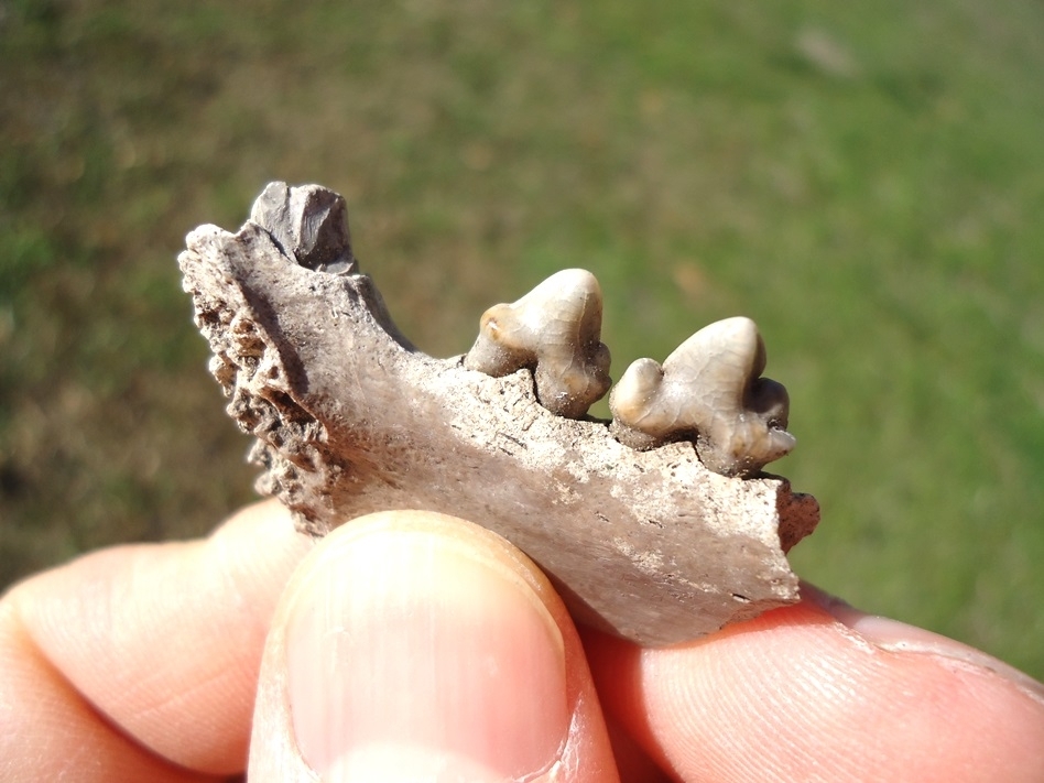 Large image 2 Awesome Bobcat Mandible with Three Teeth