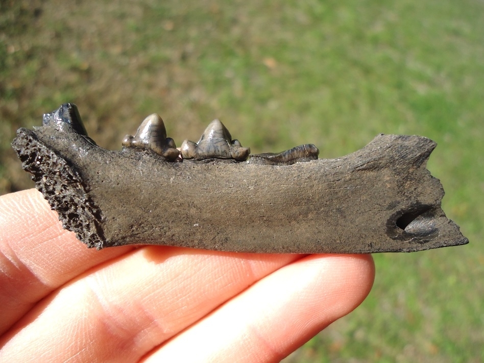 Large image 1 Exceptional Bobcat Mandible