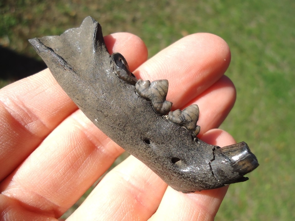 Large image 2 Exceptional Bobcat Mandible