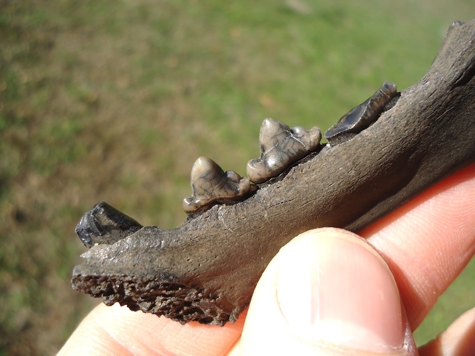 Large image 4 Exceptional Bobcat Mandible