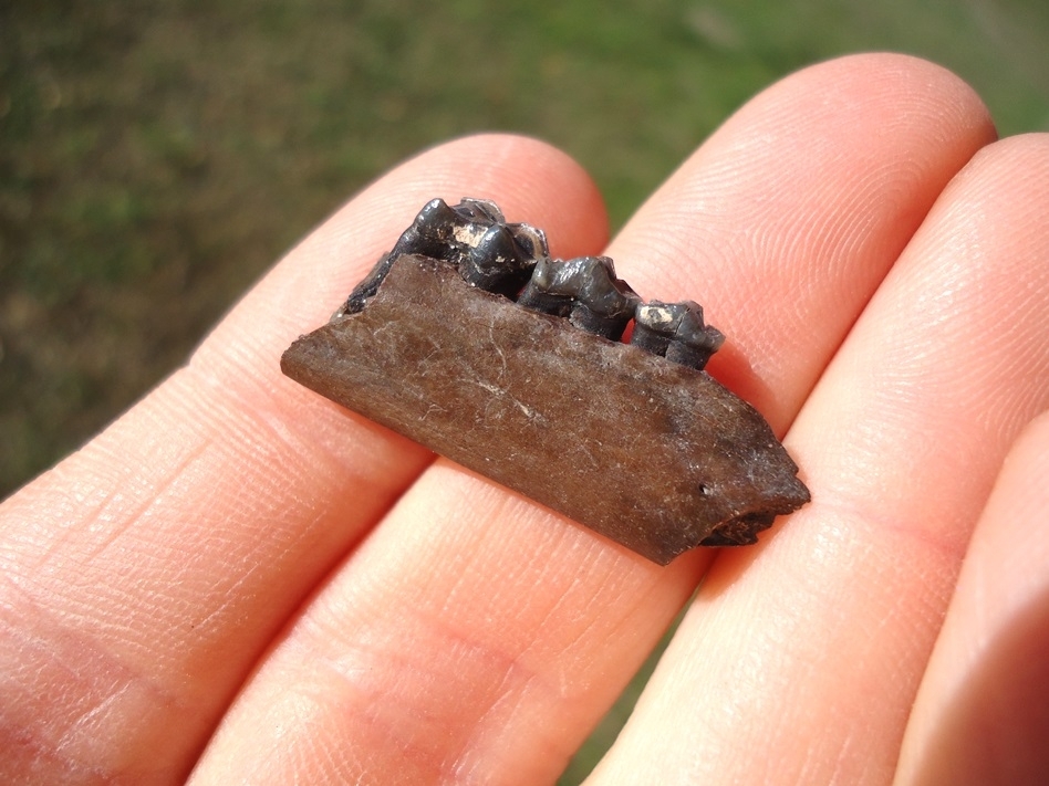 Large image 4 Beyond Rare Musk Deer Mandible with Three Teeth