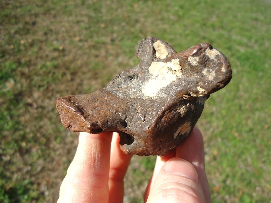 Large image 2 Bargain Sloth Caudal Vertebra