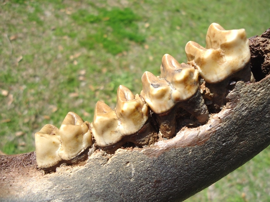 Large image 3 Exceptional Tapir Mandible with Four Teeth