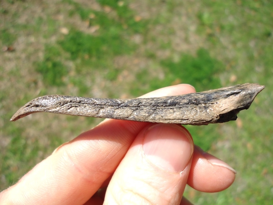 Large image 1 Very Rare Cormorant Beak