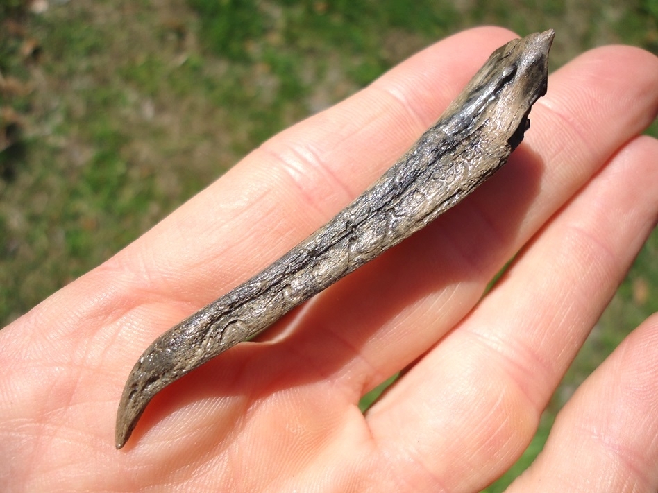 Large image 5 Very Rare Cormorant Beak