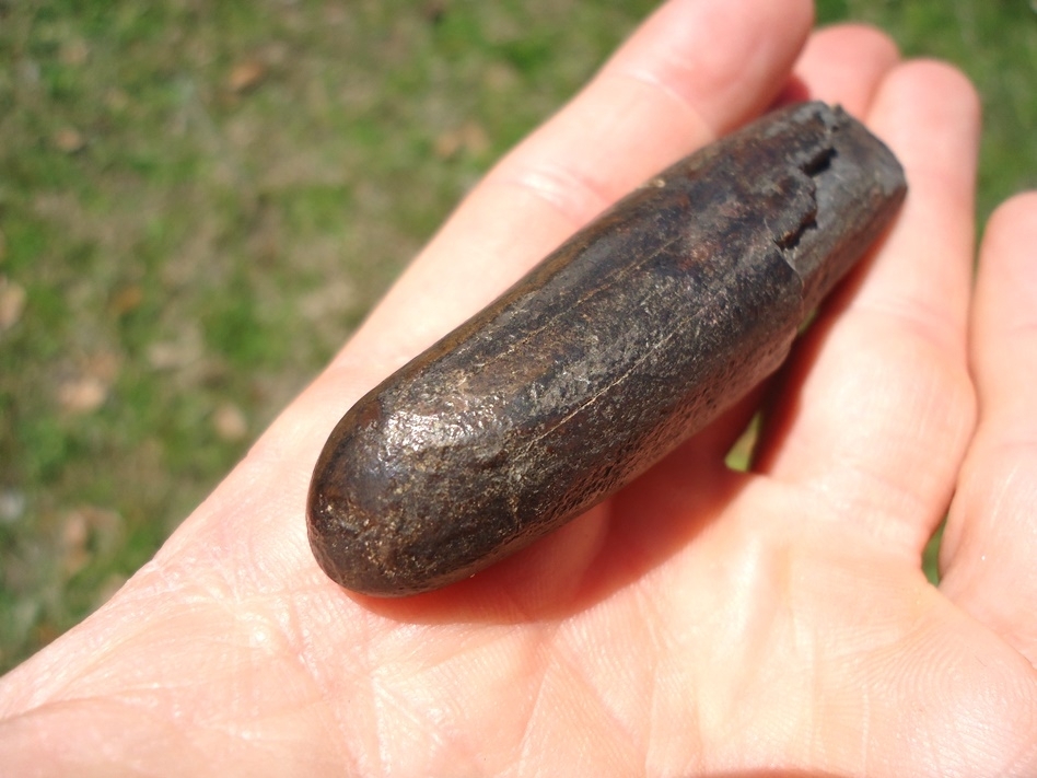 Large image 5 Excellent Juvenile Mastodon Lower Tusk