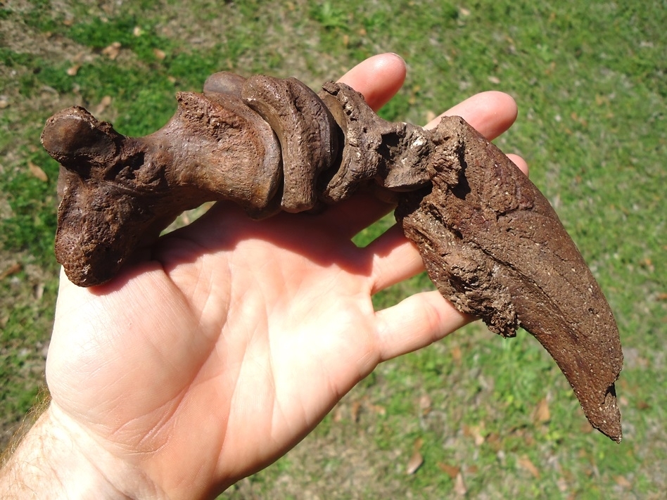 Large image 4 Beyond Rare Miocene Sloth Digit with Claw Core